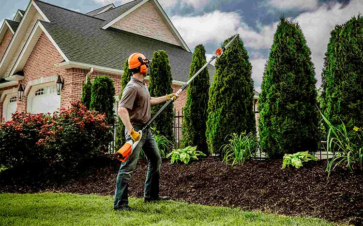 questions to ask tree pruning services trimming (1)